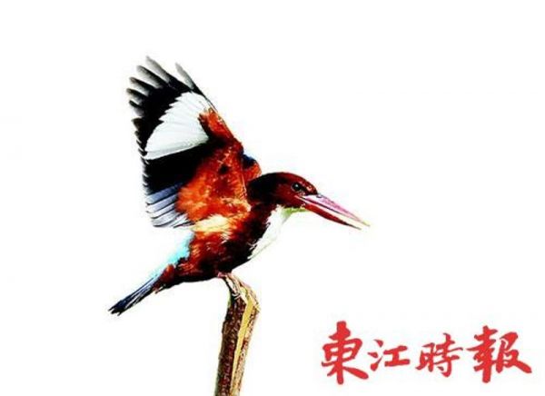 白胸翡翠