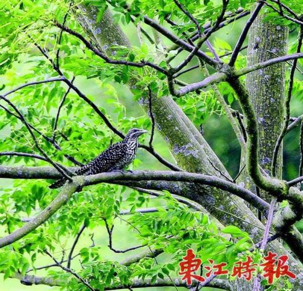 噪鸟