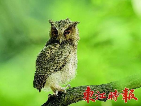 领角鸮