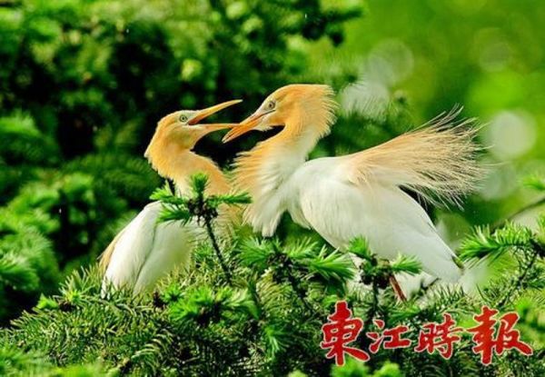 牛背鹭