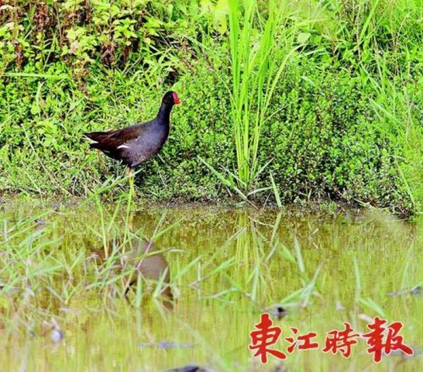 黑水鸡