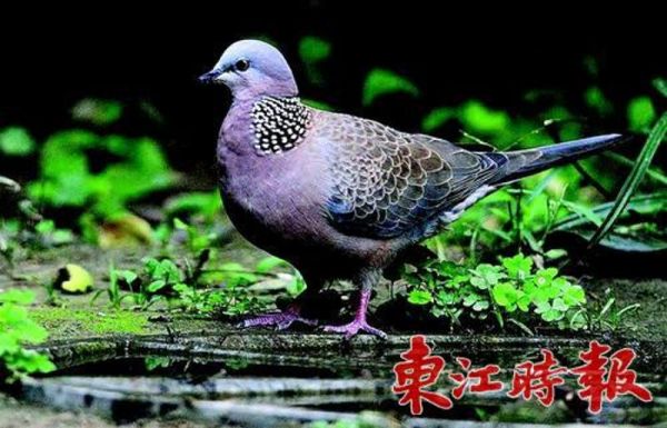 珠颈斑鸠