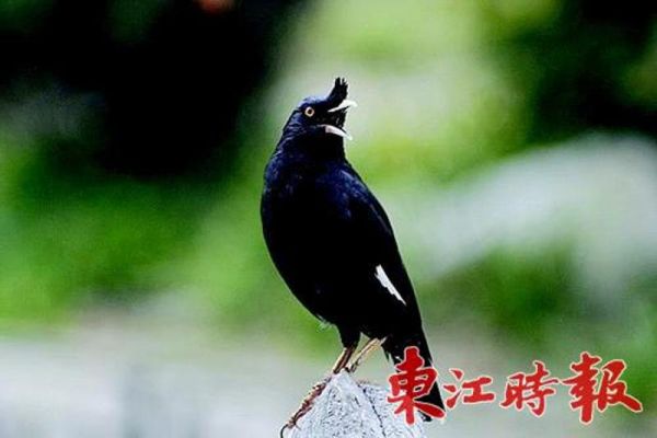 八哥