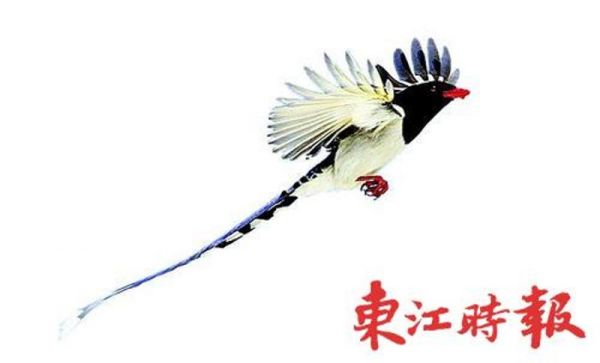 红嘴蓝鹊