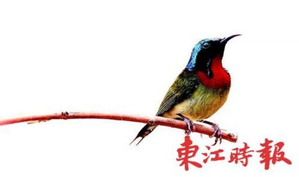 叉尾太阳鸟