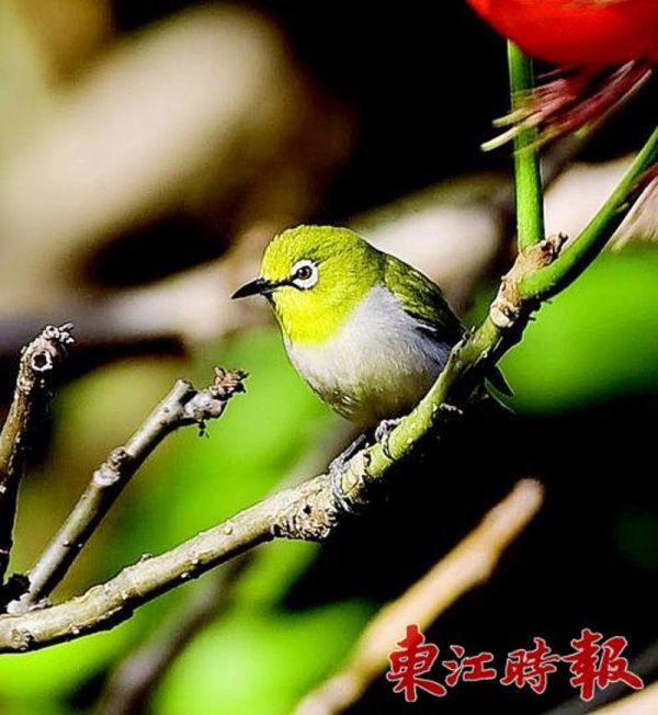 暗绿绣眼鸟