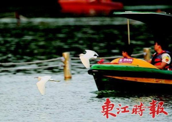 游客泛舟西湖上，经常会有鸟儿在身旁掠过。