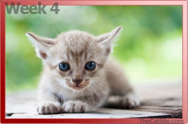 图解指南:我的小猫多大了?