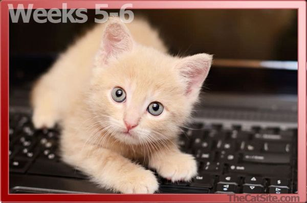 图解指南:我的小猫多大了?
