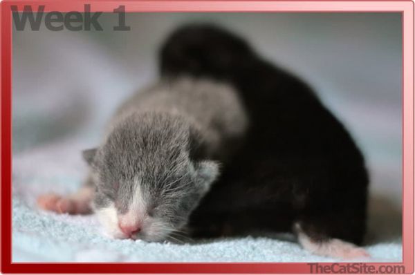 图解指南:我的小猫多大了?