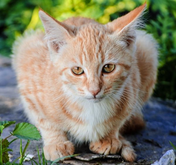 猫癃闭的中兽医诊治