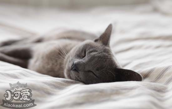 猫衰老的表现 怎样能让猫咪的衰老减缓