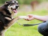 崇明区正规宠物训练学校 宠物训练学校 政嘉训犬