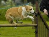 上海宠物犬狗狗训练 宠物犬坏习惯纠正 宠物训练