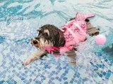 周边宠物训练 上门训犬 正规宠物训练学校