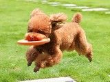 上海闵行训犬找孙亮训犬 宠物犬坏习惯纠正 宠物训练