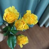 假的豆瓣江湖骗子