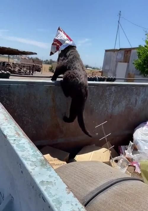 从翻垃圾桶到乖巧宠物（猫咪的“调教”秘籍，以及如何为它创造一个更健康的环境）