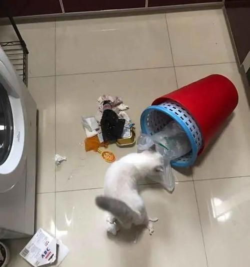 从翻垃圾桶到乖巧宠物（猫咪的“调教”秘籍，以及如何为它创造一个更健康的环境）