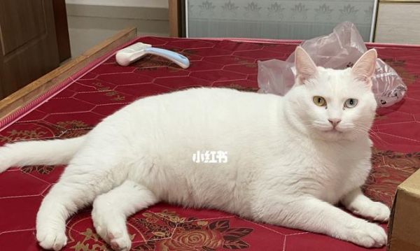 为什么猫毛不蓬松（探究猫毛不蓬松的原因及解决方法）