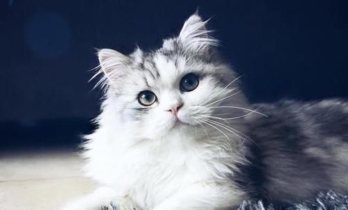 为什么猫毛不蓬松（探究猫毛不蓬松的原因及解决方法）