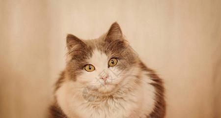 为什么猫毛不蓬松（探究猫毛不蓬松的原因及解决方法）
