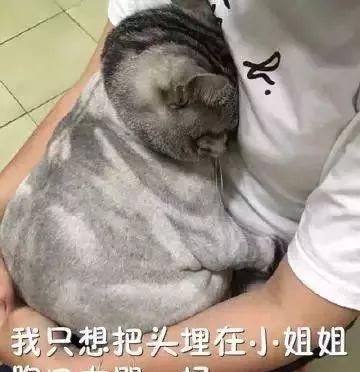 猫咪剃毛后抑郁症——如何避免和缓解（以宠物为主）