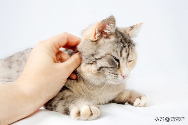 猫不让摸不让抱怎么办？