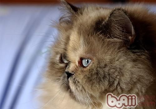 波斯猫的几个养护要点
