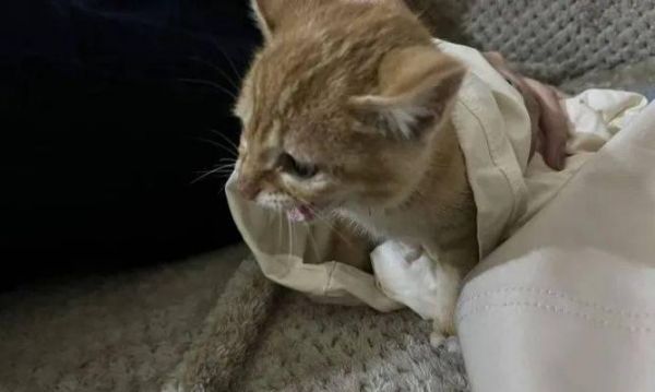 猫咪太活泼了怎么办？——宠物主人必看的调教技巧（从科学喂养到游戏训练，打造舒适的猫咪生活）