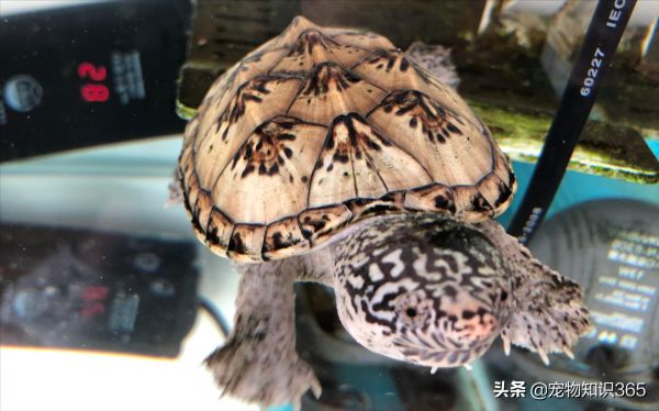 三弦巨型鹰嘴泥龟图片