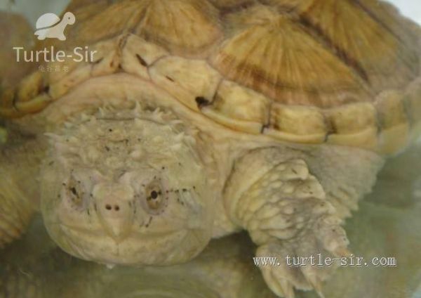 常见宠物龟智商排名，你家龟龟排第几？「龟谷鳖老」