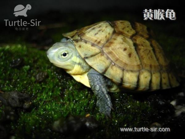 常见宠物龟智商排名，你家龟龟排第几？「龟谷鳖老」