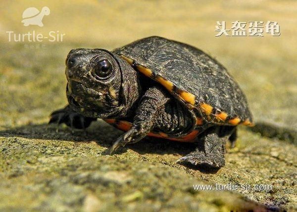 常见宠物龟智商排名，你家龟龟排第几？「龟谷鳖老」