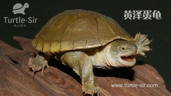 常见宠物龟智商排名，你家龟龟排第几？「龟谷鳖老」