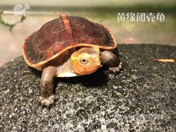 常见宠物龟智商排名，你家龟龟排第几？「龟谷鳖老」