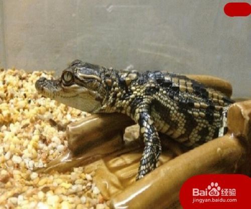 宠物鳄鱼长大了怎么办