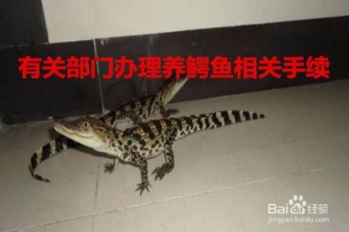 宠物鳄鱼长大了怎么办