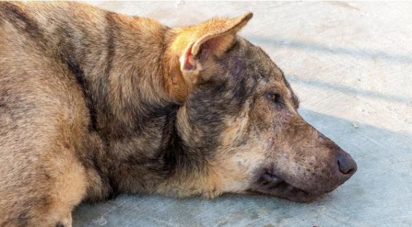 狗狗感染狂犬病的几种症状，我们一定要及时发现