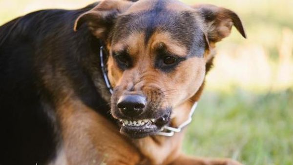 狗狗感染狂犬病的几种症状，我们一定要及时发现