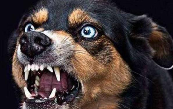 狗狗感染狂犬病的几种症状，我们一定要及时发现