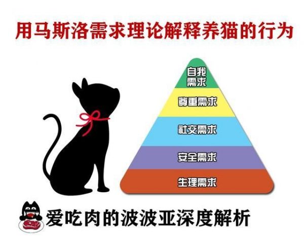 人为什么会喜欢养猫呢？分析马斯洛需求层次理论后我懂了！