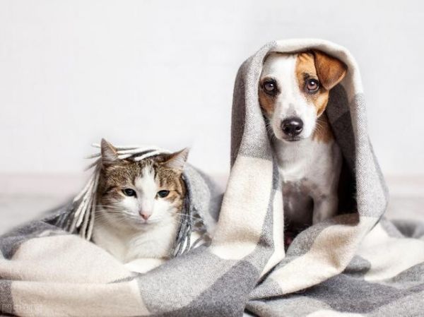 人为什么会喜欢养猫呢？分析马斯洛需求层次理论后我懂了！