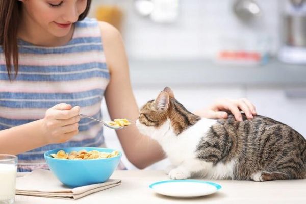 人为什么会喜欢养猫呢？分析马斯洛需求层次理论后我懂了！