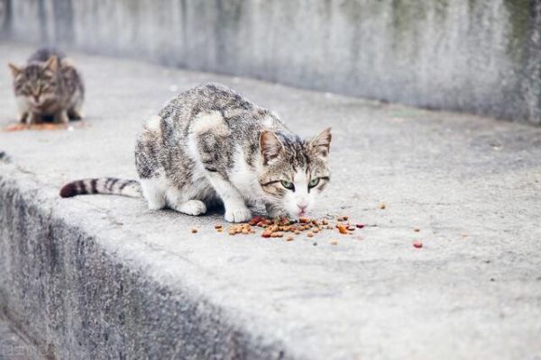 人为什么会喜欢养猫呢？分析马斯洛需求层次理论后我懂了！
