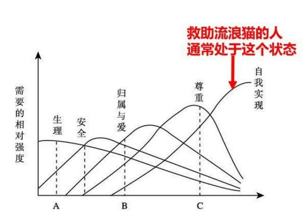 人为什么会喜欢养猫呢？分析马斯洛需求层次理论后我懂了！