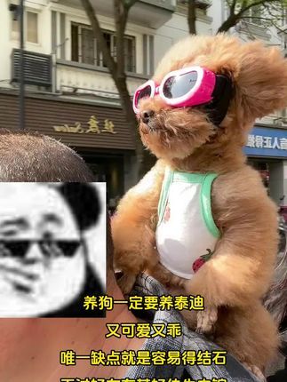 养狗一定要养泰迪!#泰迪#狗狗#狗狗肾结石#甚好佳牛肉锭