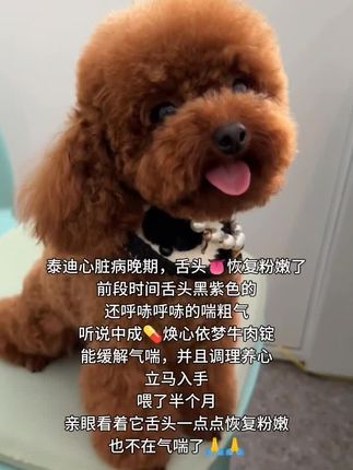 泰迪心脏病晚期,舌头终于恢复粉嫩了! #泰迪#狗狗心脏病用焕心依梦 #焕心依梦牛肉锭#