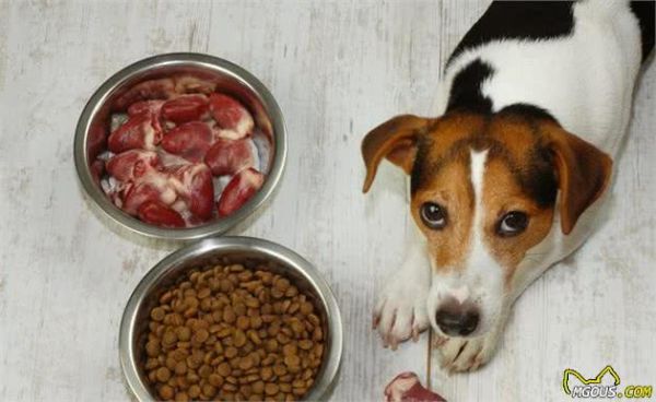 这5种食物，是犬毛发靓丽顺滑的“法宝”！铲屎官必备