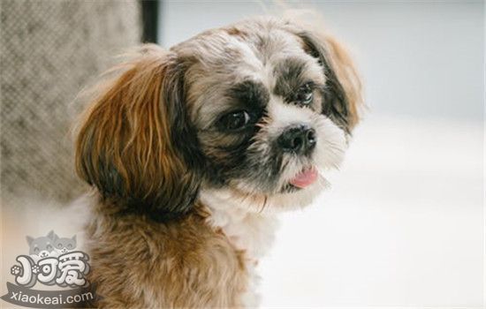 狗不做绝育的坏处 你还不带你家狗狗去绝育